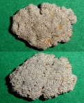 Dimorphocaenia