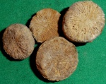 Montlivaltia