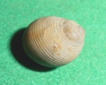 Avellana