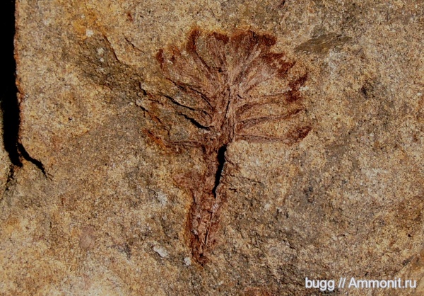 мел, растения, шишки, Балаклава, Cretaceous