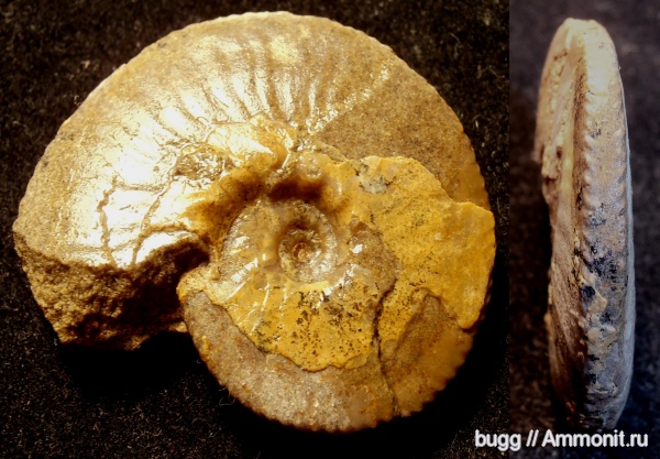мел, альб, Балаклава, Anahoplites planus, Anahoplites, Albian, Cretaceous, верхний альб