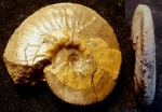 Anahoplites planus
