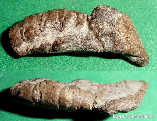 мел, раки, Крым, готерив, Верхоречье, Cretaceous, нижний готерив, Glypheidae, Glyphea, Glypheidea