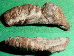 Рак Glyphea sp.