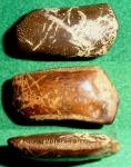 Asteracanthus sp.