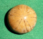 Pygurus sp.