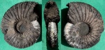 Virgatites virgatus