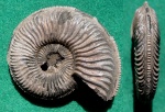 Amoeboceras