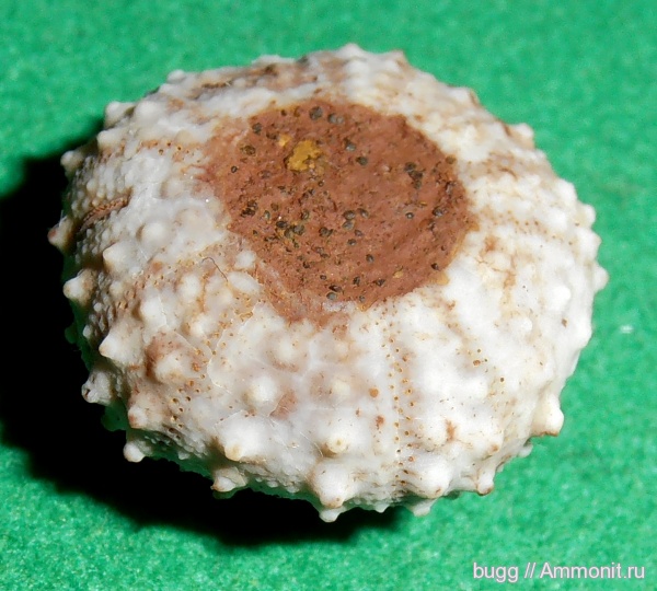 морские ежи, мел, Крым, баррем, нижний баррем, Phymosoma, Верхоречье, Barremian, Cretaceous, Phymosoma loryi