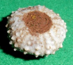 Phymosoma