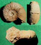 Holcodiscus caillaudianus