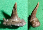 Glikmanius occidentalis