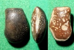 Asteracanthus sp.