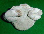 Xanthopsis