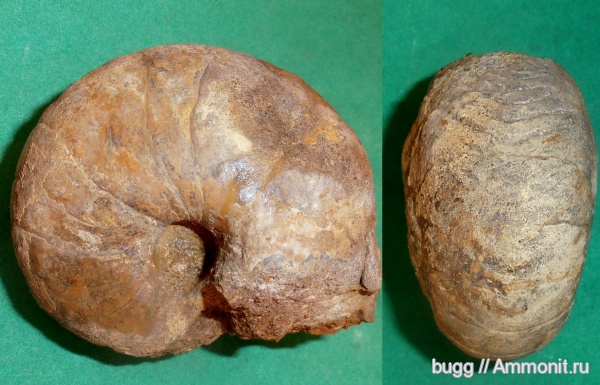 мел, наутилусы, Крым, Cymatoceras, баррем, нижний баррем, Верхоречье, Barremian, Cretaceous