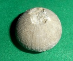 Морской еж- Stomechinidae