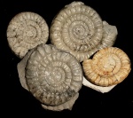 Arietites