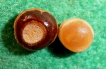 Зубки Pycnodontiformes