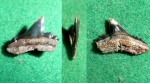 Carcharhiniformes