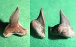 передний зуб Carcharhiniformes