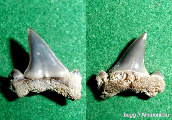 палеоген, зубы акул, Isurolamna, Белогорский район, Пролом, shark teeth
