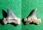 Isurolamna