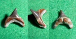 alopias sp.