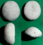 Gitolampas sp.
