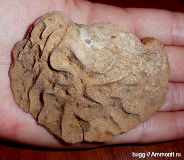 юра, кораллы, Крым, Scleractinia, Microphyllia, Jurassic