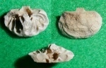 Thecidiopsis tetragona lata Smirnova, 1962.