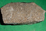 Коралл