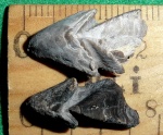 Hadrocheilus