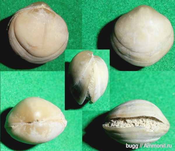 брахиоподы, мел, маастрихт, Крым, Инкерман, Maastrichtian, Cretaceous
