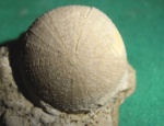 Stomechinidae