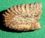 Hamiticeras