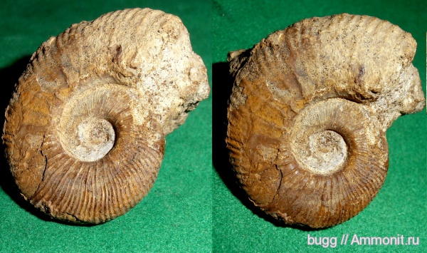 мел, Крым, готерив, Lyticoceras, Верхоречье, Lyticoceras oxygonius, верхний готерив, Cretaceous