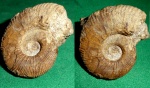 Lyticoceras oxygonius