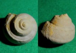 Trochus с прижизненным узором(1)