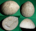 Echinocorys