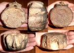 Позвонок Cetotherium
