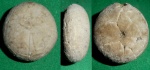 Pseudopyrina