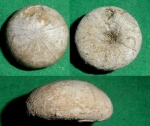 Discoidea karakaschi