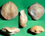 Choristites mosquensis