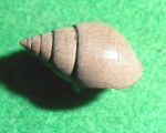 Pictavia laevigata