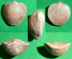 Atrypa sp.
