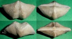 Cyrtospirifer rudkinensis