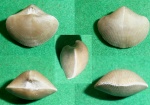 Theodossia sp.
