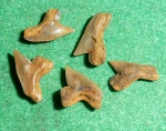 palаeoanacorax