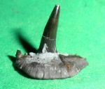 Saivodus striatus