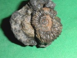 Pavlovia